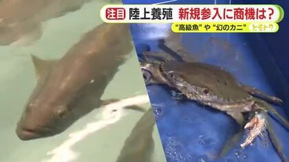クエタマに幻のカニ…異業種から陸上養殖に参入するワケ　専門家「天然魚との違いをどう示せるのかがカギ」