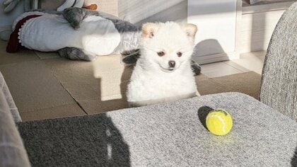 「もっと分かりやすく誘って」静かにボールを見つめるのが愛犬の“遊んでアピール”？普段から控えめなのか飼い主に聞いた