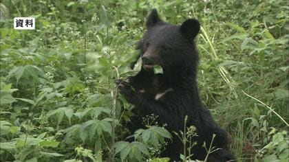 クマを捕獲→全頭を「駆除」　理由は餌不足で再出没の恐れ　嫌がる行為をして山に返す「学習放獣」一時休止　長野県は「捕獲」強化へ