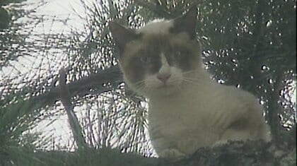 【猫特集】高さ11ｍの木から2日間降りられなくなった子猫の救出劇　「暑さで死んでしまう」消防が駆け付ける（1994年のアーカイブ映像）