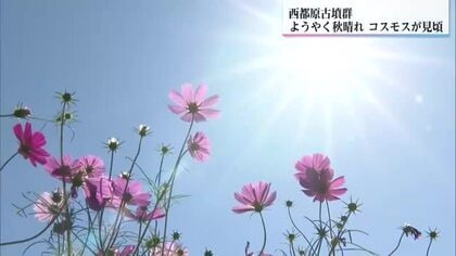 西都原古墳群の３００万本のコスモス満開　宮崎にもようやく秋の気配