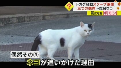 約300万回再生 ネコから必死で逃げる「トカゲ」が話題 スクープ生んだ