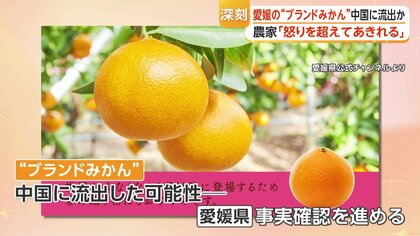 怒りを超えてあきれる」愛媛の“ブランドみかん”中国に流出か 通販