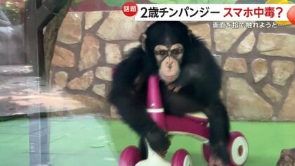 スマホ中毒”になったチンパンジー？画面釘付けで視力悪化など懸念した