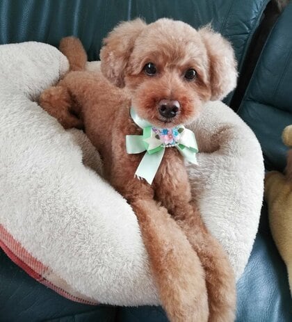 デコピン」は日本にもいた！大谷翔平選手の会見で話題 飼い主“同じ名前