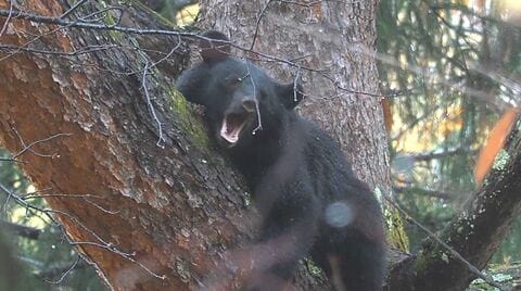 クマがホテル近くに…捕獲して山中へ逃がす　体長1.2m、体重60kgのオスが木の上に　大町温泉郷で目撃情報相次ぐ　住民や観光客に注意呼びかけ