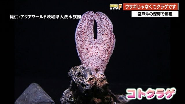 まるでウサギの顔のような見た目