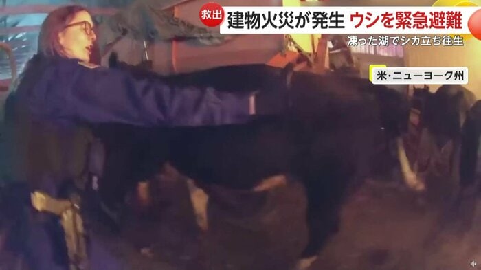 避難するウシたちと誘導する警察官（Lewiston Police Department）