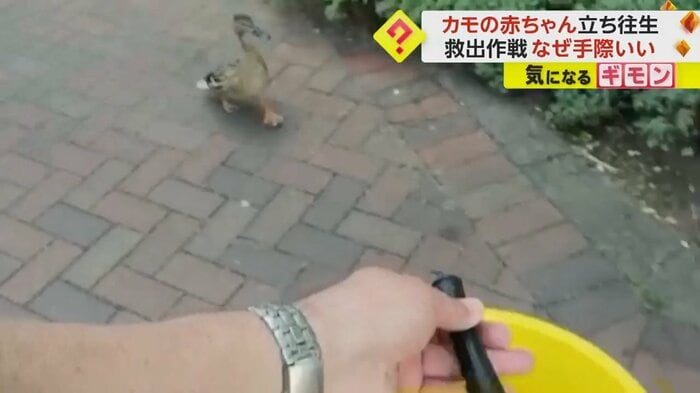 地上でヒナたちを待っていたカモのお母さん