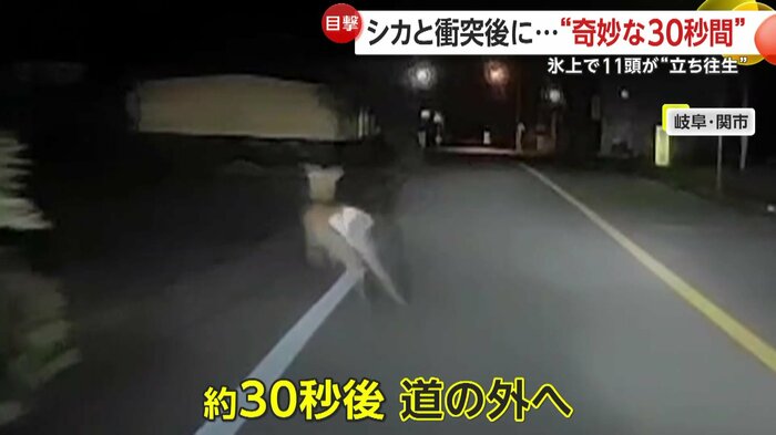 道を外れるシカ（視聴者提供）