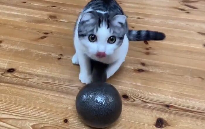 飼い主さんの視線に気づく