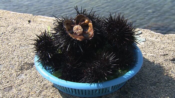 ムラサキウニ