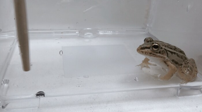 提供:杉浦真治准教授 捕食前のマメガムシ(左)とトノサマガエル(右)