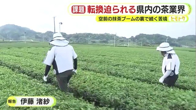 お茶畑(ヤマサン渡辺製茶)