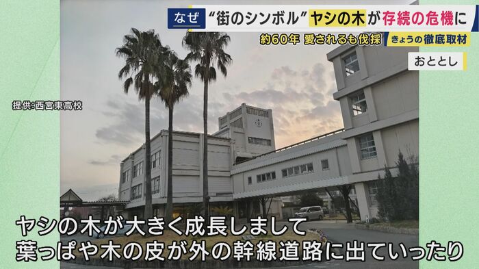 西宮東高校のシンボルツリー