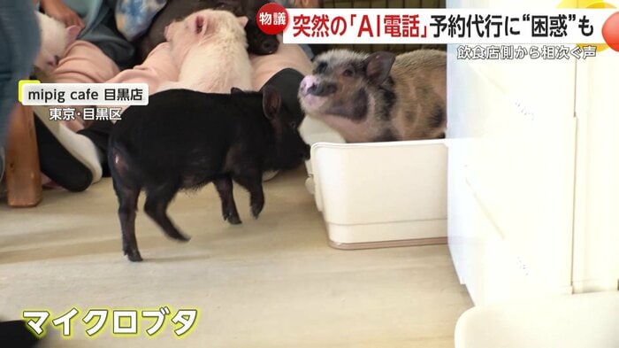 マイクロブタと過ごせるカフェ「mipig cafe 目黒店」でもトラブルが