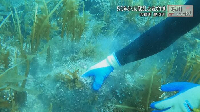 素人には岩ガキがどこにいるか分からないが…