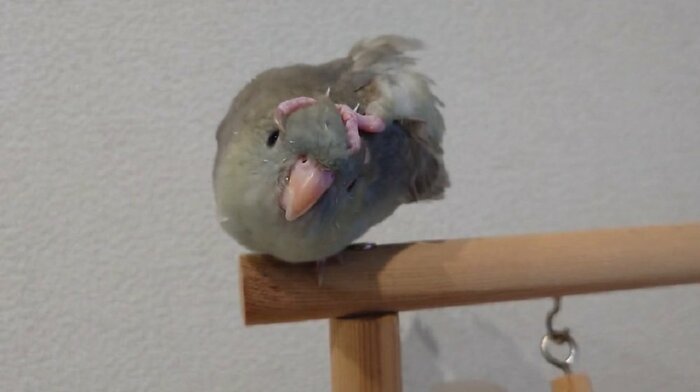 セルフマッサージしているインコちゃん