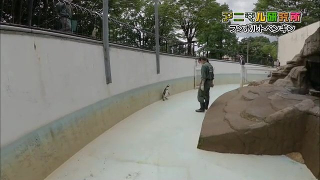 逃げ出したペンギンと対峙する青山さん