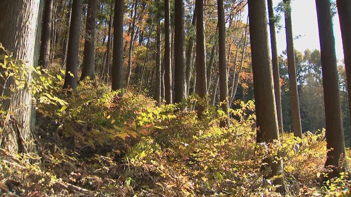 キノコ採りをしていた男性がクマに襲われる(長野県大町市平地区 11月3日)