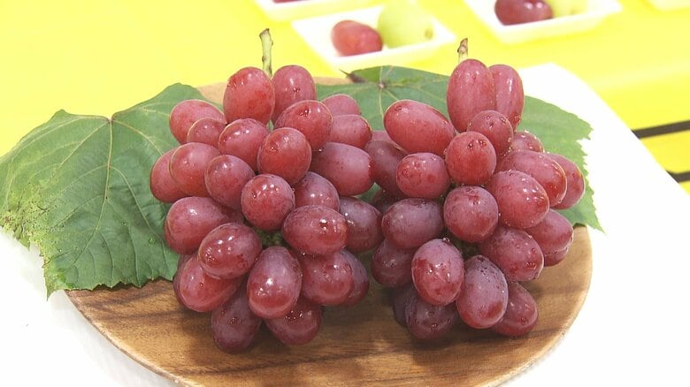 糖度はシャイン超え! 種なし・皮ごと食べられる福井県初のブドウ新品種「福井GR15」誕生 来年夏にも店頭に|FNNプライムオンライン