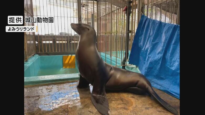 アシカ「ドレミ」が長野・城山動物園から東京・よみうりランドへ　ペアリング「繁殖」のため…うまくいけば赤ちゃんも　9月〜11月ごろ戻る予定｜FNNプライムオンライン