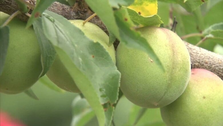 【速報】気候変動で深刻…“雹（ひょう）”で和歌山県の特産「南高梅」などに被害　総額6800万円あまり　去年は過去最悪の約47億円｜FNNプライムオンライン