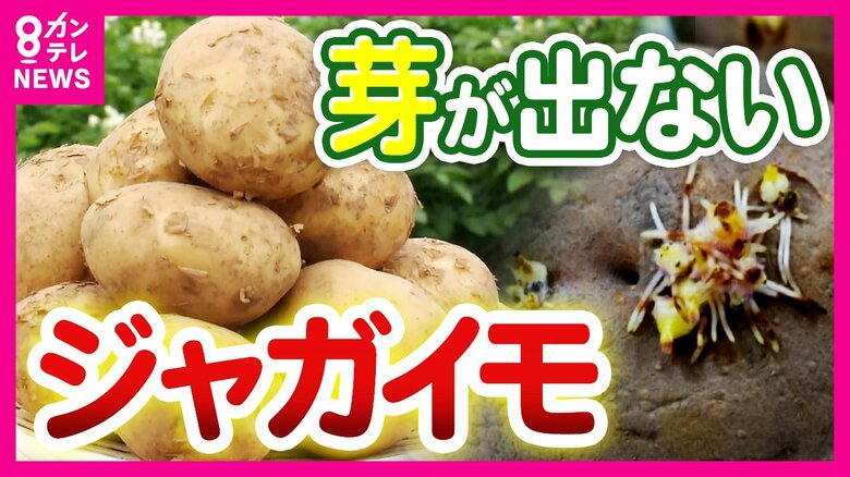 『芽が出ないジャガイモ』毒発生させる“芽”に悩まされなくなる日は近い？大阪大学が“つるんとした”ジャガイモ作り出す｜FNNプライムオンライン