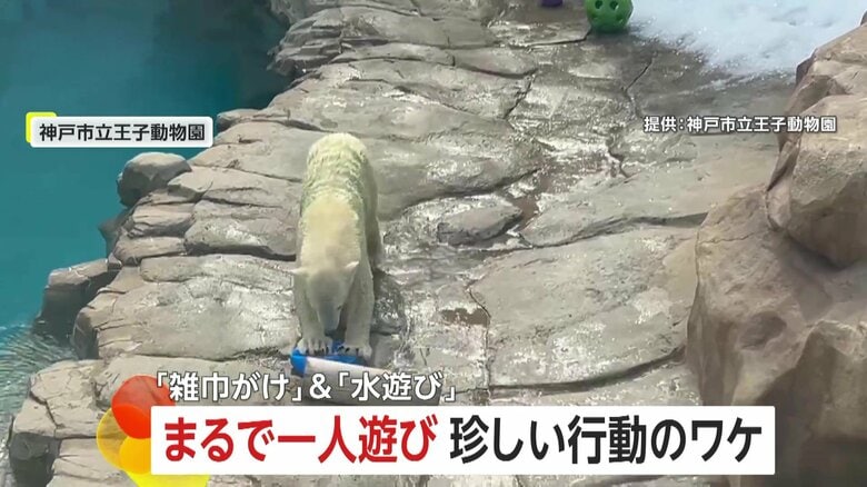 【珍行動】アザラシを仕留める動き！？ホッキョクグマが「すいーっ」と“雑巾がけ”　水遊びするユキヒョウの石遊びも！　神戸市王子動物園・いしかわ動物園｜FNNプライムオンライン