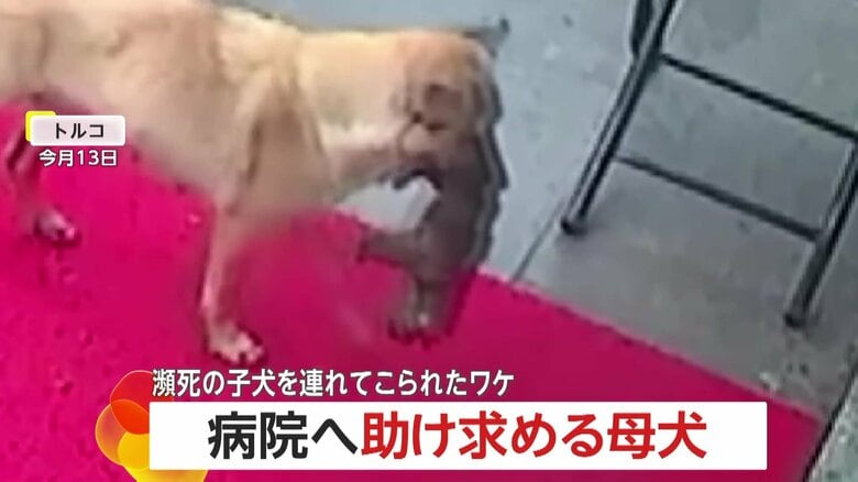 子犬くわえて病院へ助け求める母犬　入口前に子犬を置きペロペロ…獣医が治療し一命を取り留める　獣医師「助けてもらえると理解して連れてきた」　トルコ｜FNNプライムオンライン