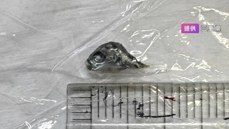 ちりめんに「フグのような魚」混入の可能性 スーパーが販売した265パックの自主回収進める 健康被害は確認されず｜FNNプライムオンライン