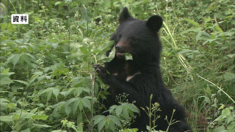 【クマ出没】「体長約50cmから1ｍの子グマ1頭を見た」　警察が付近をパトロールして警戒　長野市　｜FNNプライムオンライン