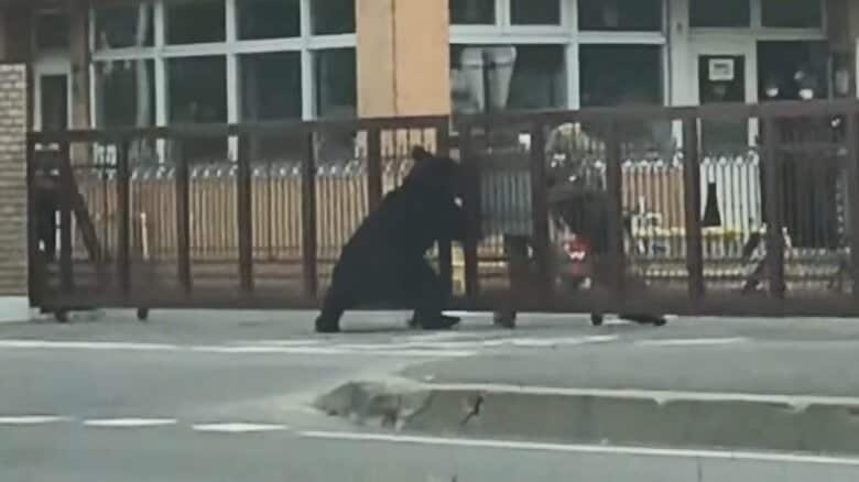 市街地でクマに襲われる瞬間映像…4人重軽傷  通報から8時間 猟友会が発砲し駆除