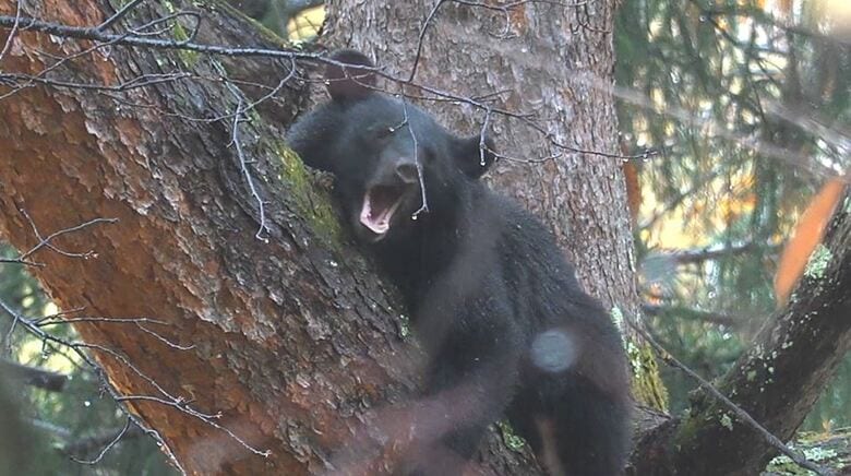クマがホテル近くに…捕獲して山中へ逃がす 体長1.2m、体重60kgのオスが木の上に 大町温泉郷で目撃情報相次ぐ 住民や観光客に注意呼びかけ|FNNプライムオンライン