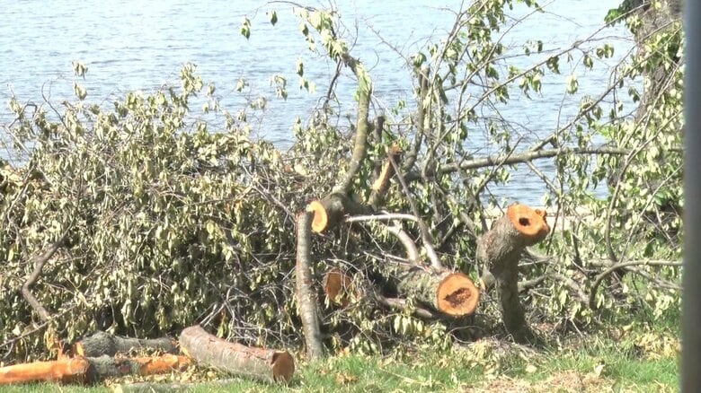 アメリカ・ワシントン「桜の名所」で約160本の桜の伐採作業が始まる　温暖化対策の護岸工事で｜FNNプライムオンライン