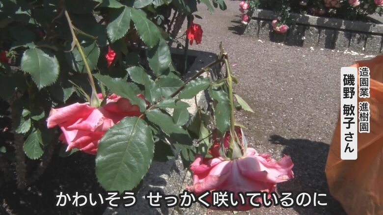 折られたバラ