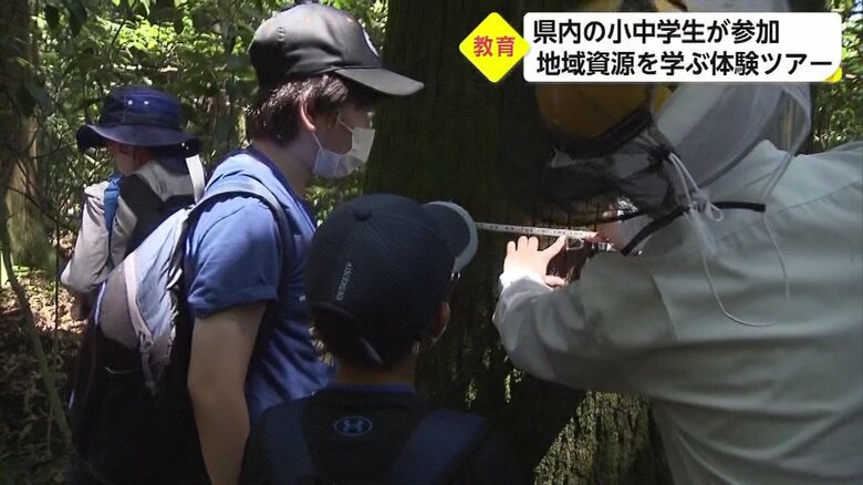 幹の太さはどれくらい?