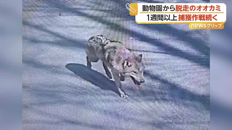 オオカミ1匹が脱走し、1週間以上がたっても続いている捕獲作戦