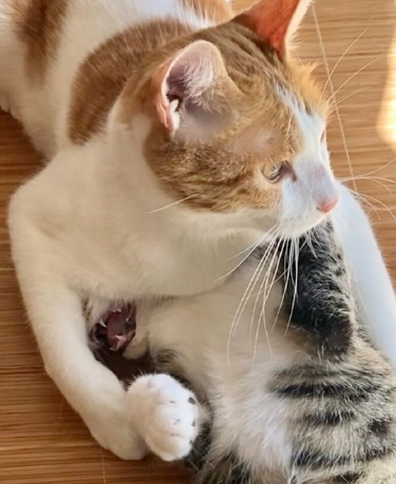 わさびくんに勝てない大三くん