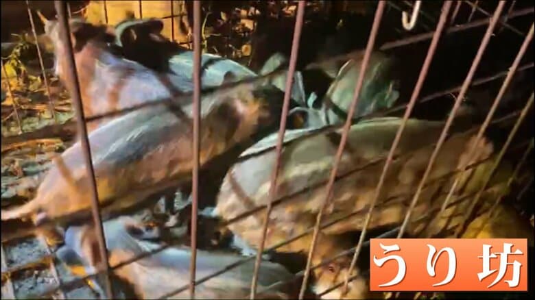 捕獲された“うり坊”