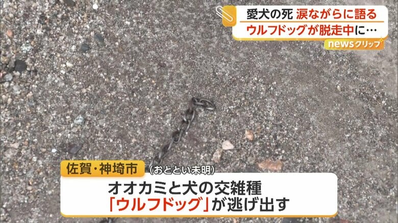 チワワがつながれていた鎖