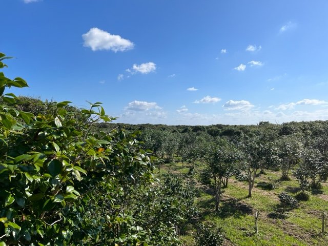 1万本以上の椿が生える「五島の椿」の農園では、循環型を目指している
