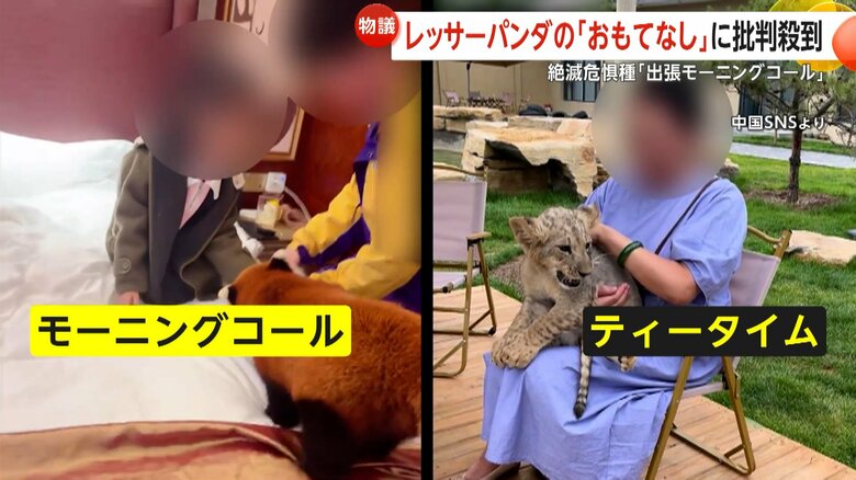 モーニングコールをするレッサーパンダとティーセットとして触れ合いサービスが提供されているライオン