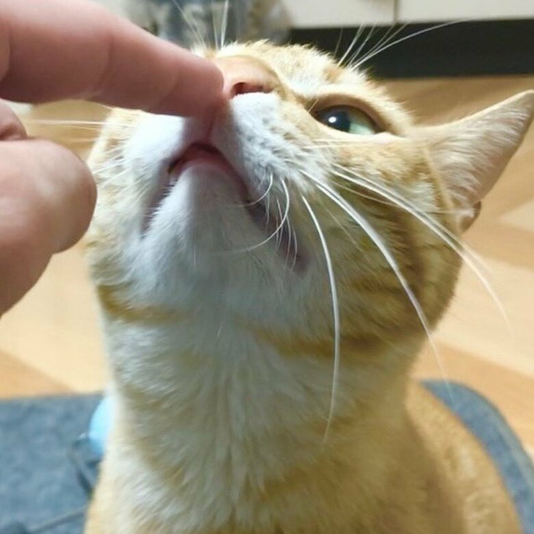 提供：あずきなこさん