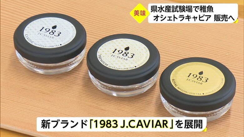 「日本のキャビア」として新ブランド展開