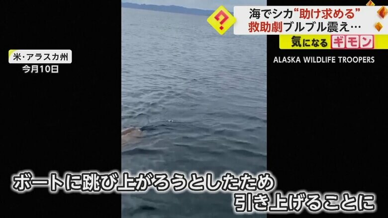泳いでいたシカが野生生物局のボートに跳び上がろうとしたため、救助