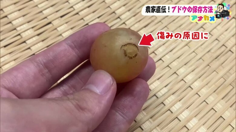 枝をもぎ取ってしまうと、痛みの原因に