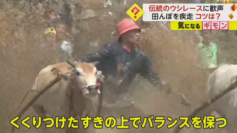 泥を跳ね上げて走る牛と騎手