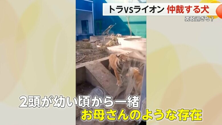 ライオンとけんかするトラと仲裁に入った犬