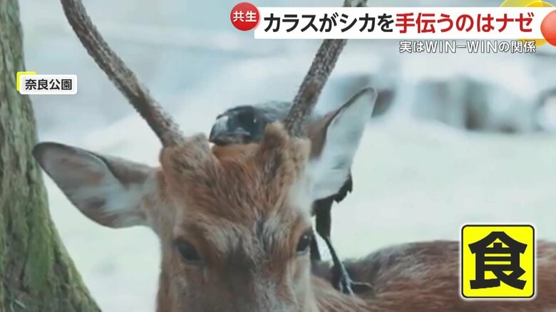 ツノの皮を食べるカラス（撮影: @igufoto）